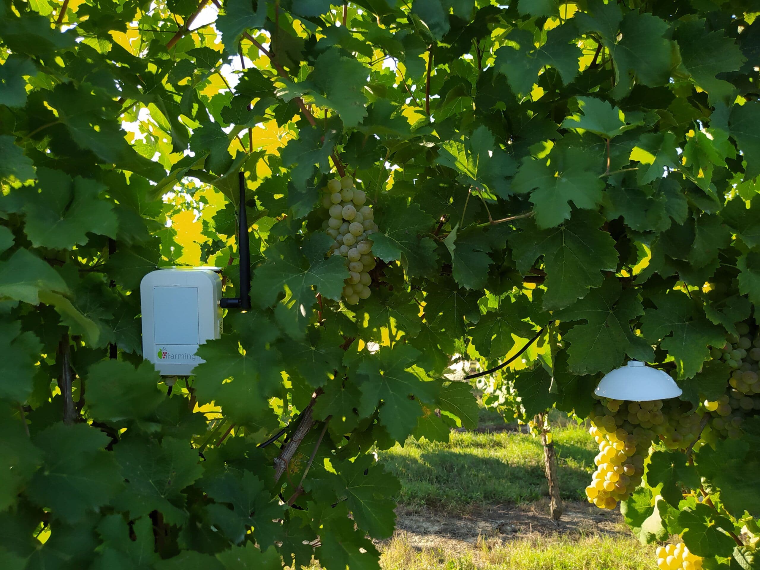 Sensori microclima iFarming all'interno della vegetazione